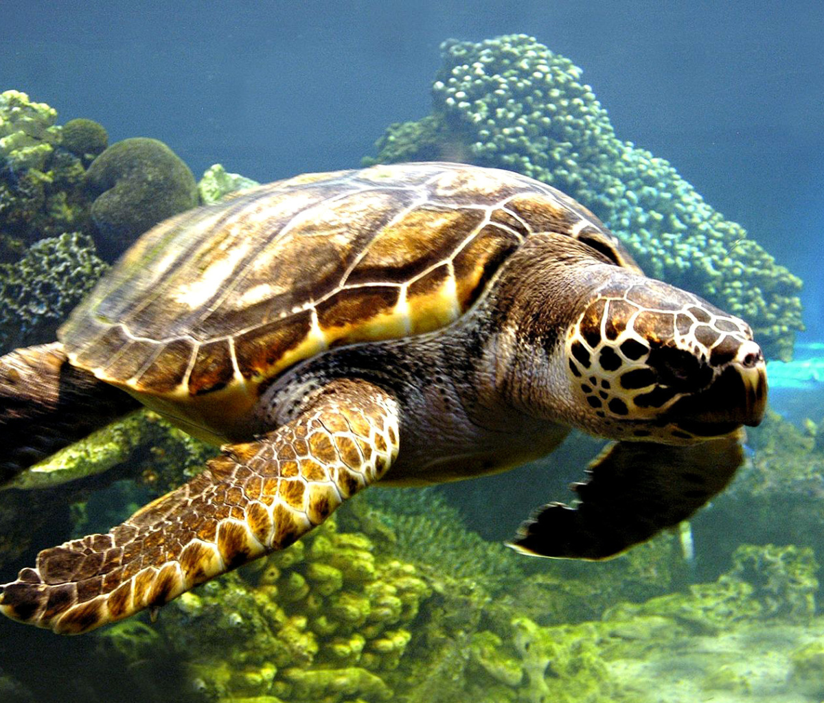 Sfondi Turtle Snorkeling in Akumal, Mexico 1200x1024