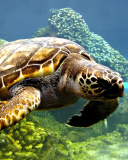 Обои Turtle Snorkeling in Akumal, Mexico 128x160