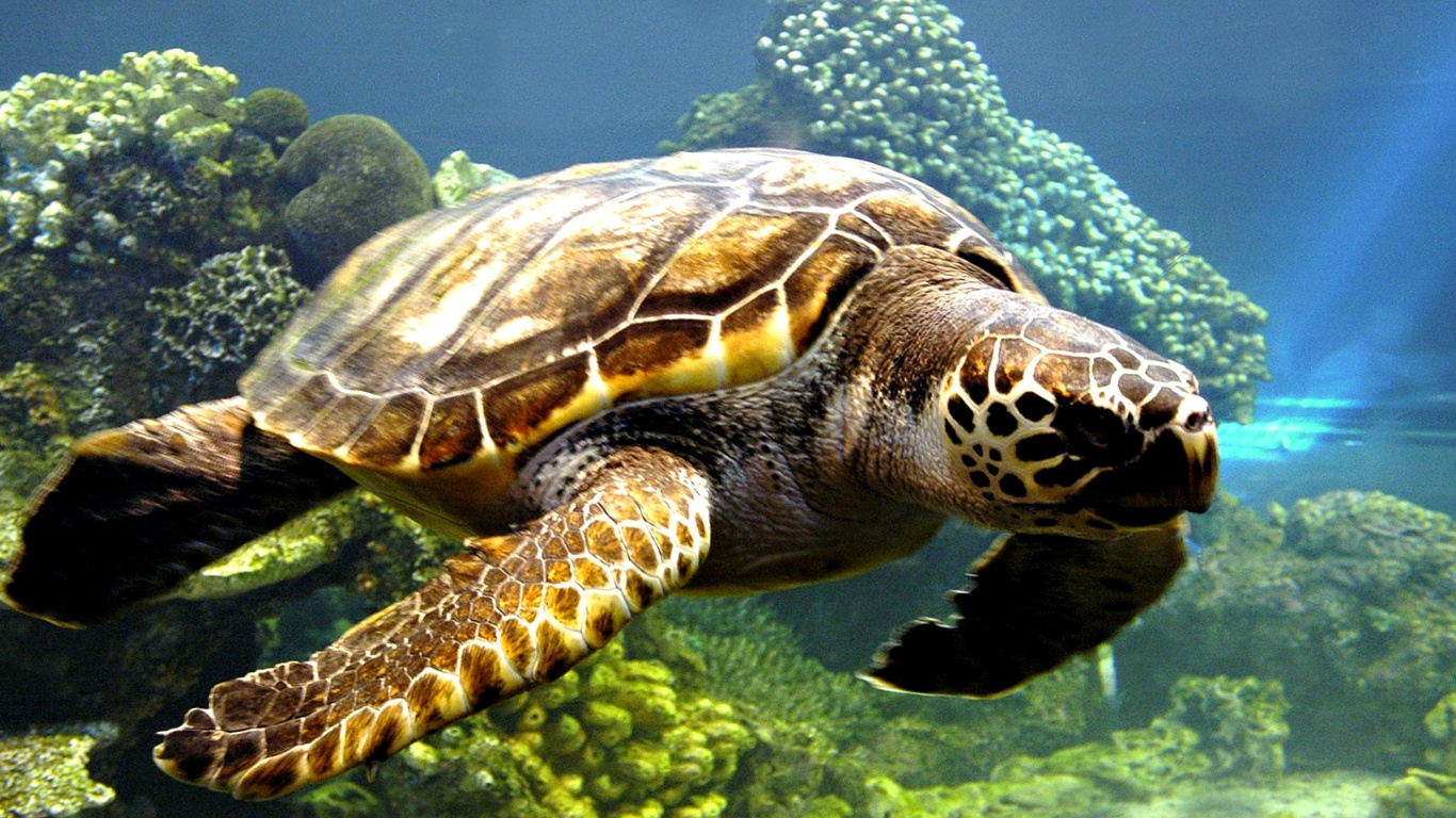 Fondo de pantalla Turtle Snorkeling in Akumal, Mexico 1366x768