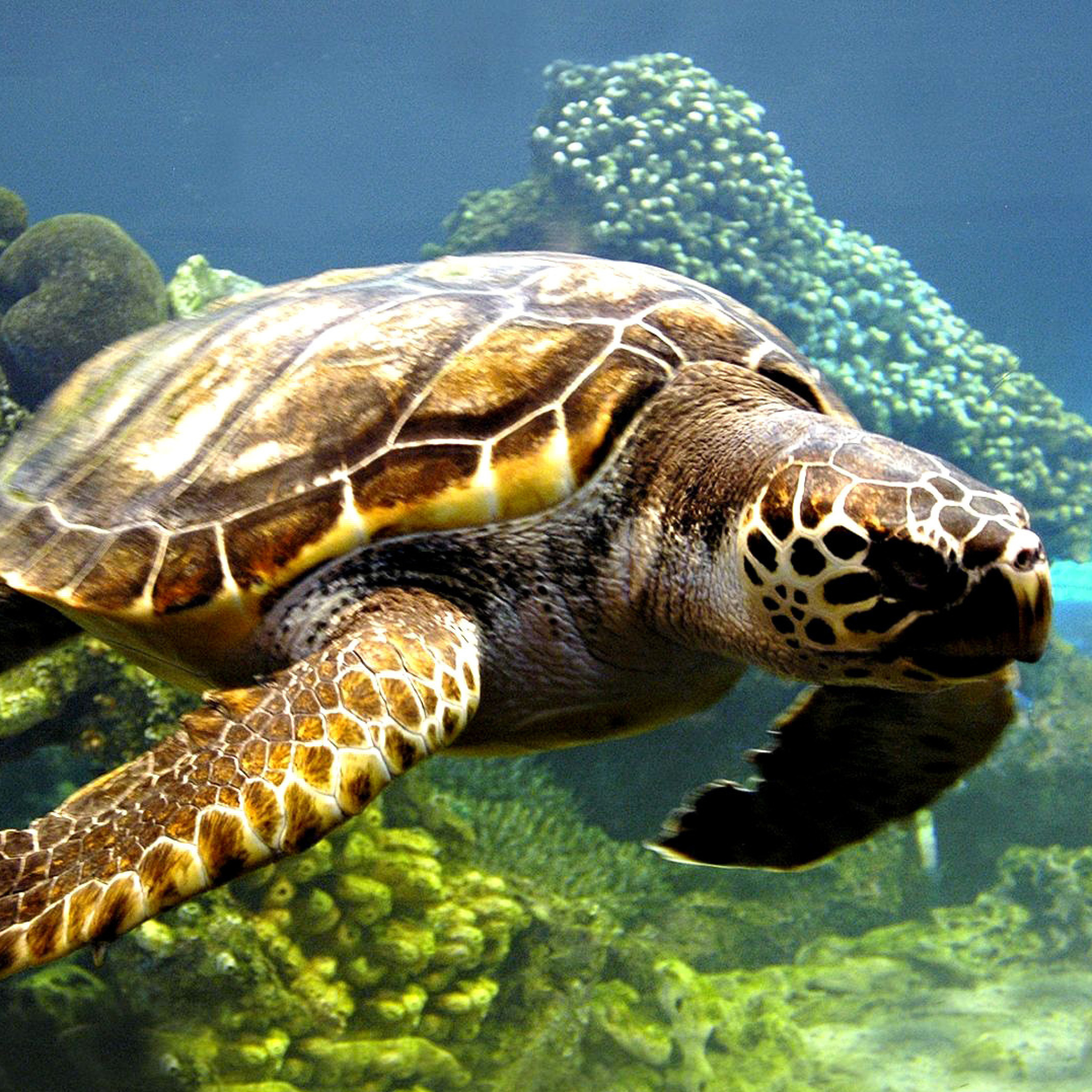 Turtle Snorkeling in Akumal, Mexico wallpaper 2048x2048