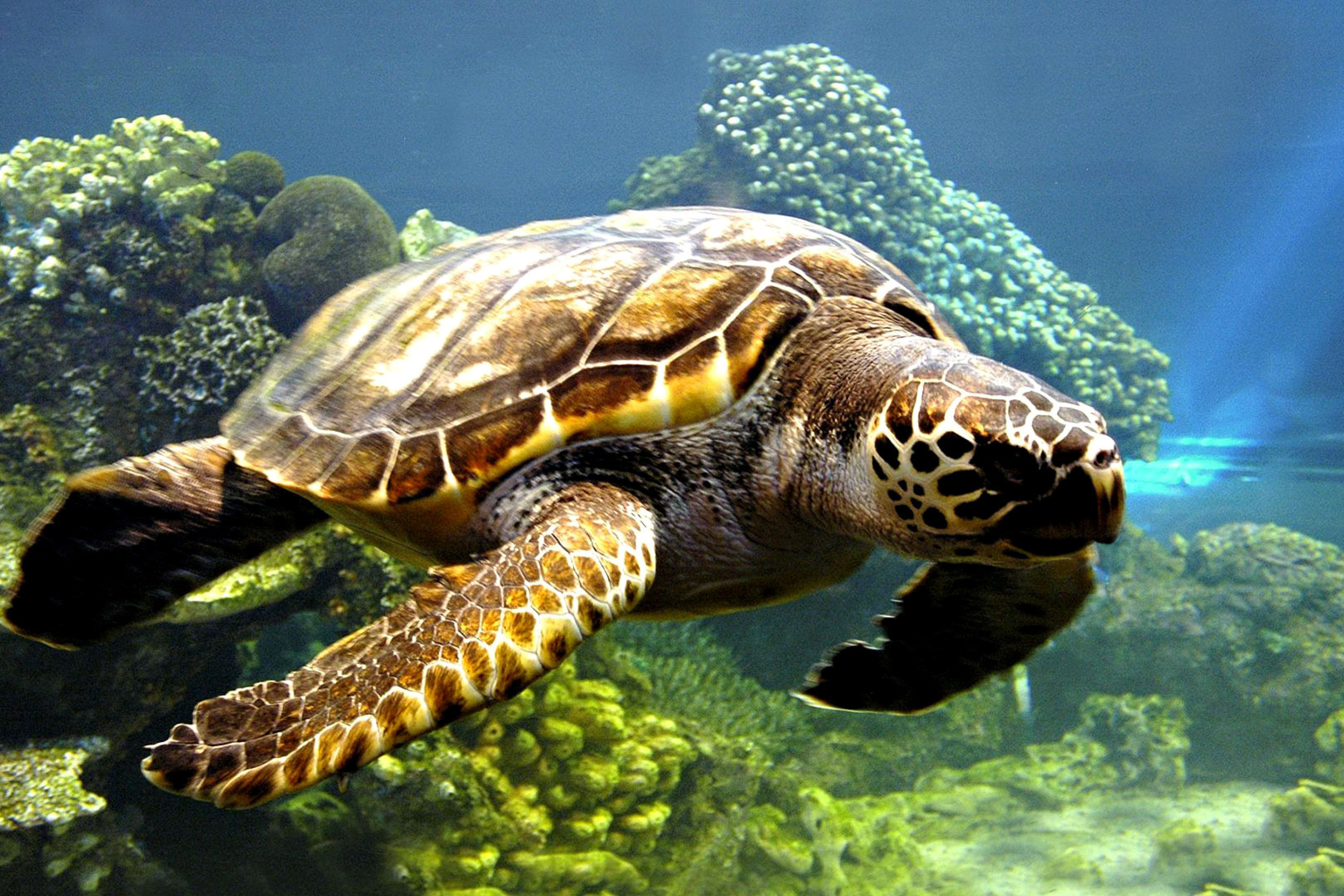 Das Turtle Snorkeling in Akumal, Mexico Wallpaper 2880x1920