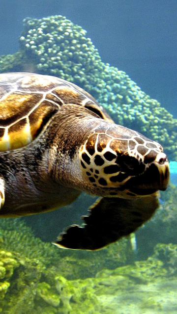 Das Turtle Snorkeling in Akumal, Mexico Wallpaper 360x640