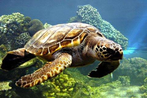 Fondo de pantalla Turtle Snorkeling in Akumal, Mexico 480x320