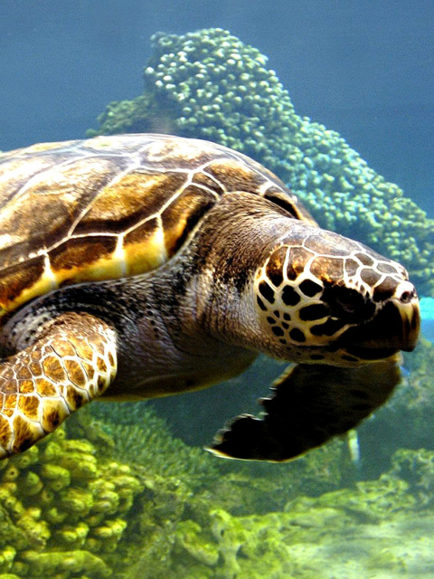 Turtle Snorkeling in Akumal, Mexico wallpaper 480x640