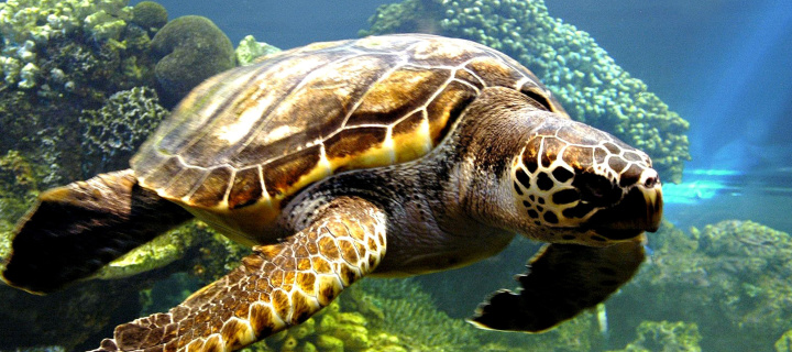 Fondo de pantalla Turtle Snorkeling in Akumal, Mexico 720x320