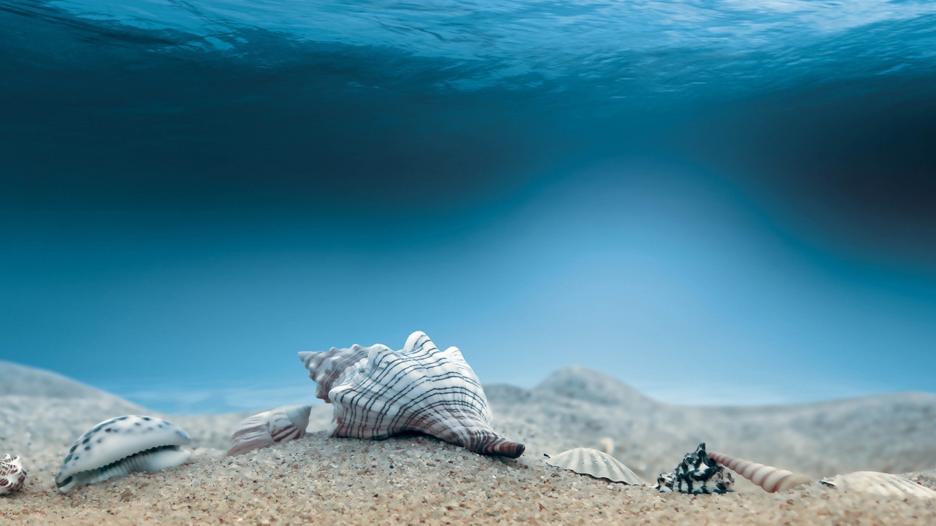 Sfondi Underwater Sea Shells 1366x768