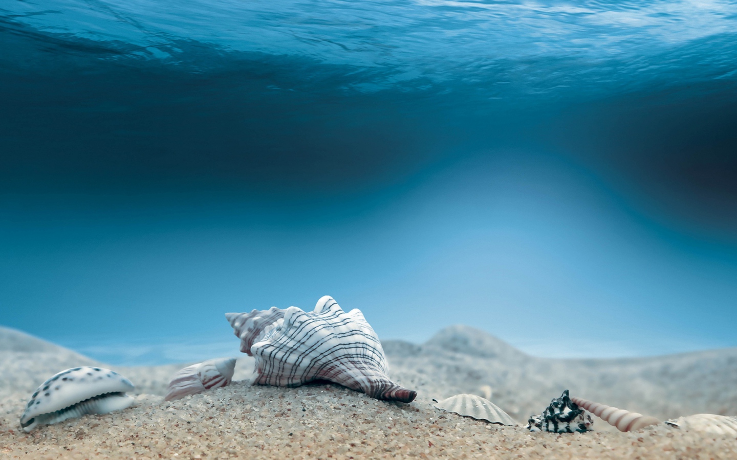 Screenshot №1 pro téma Underwater Sea Shells 1440x900