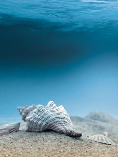 Sfondi Underwater Sea Shells 240x320