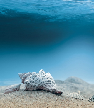 Underwater Sea Shells - Obrázkek zdarma pro 132x176