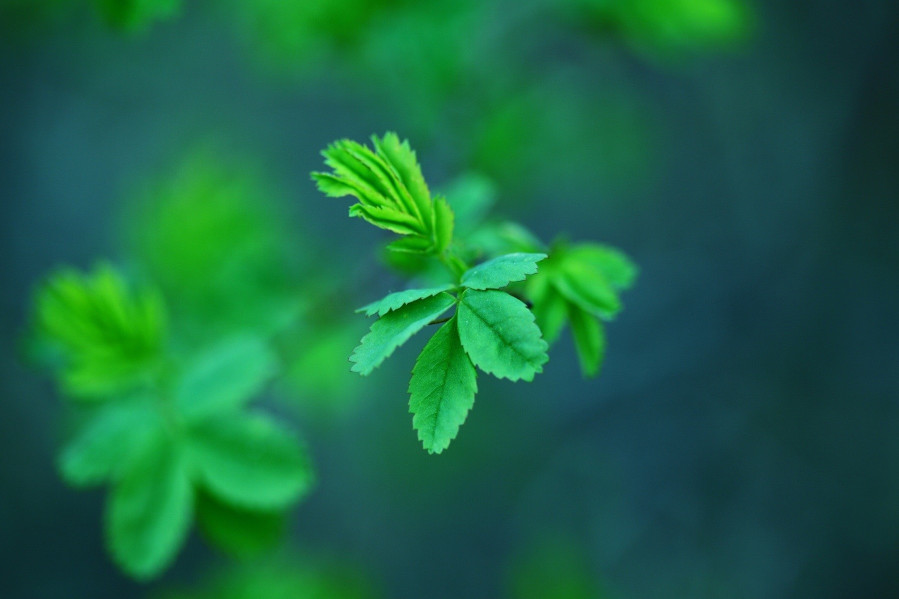 Green Leaves screenshot #1 2880x1920