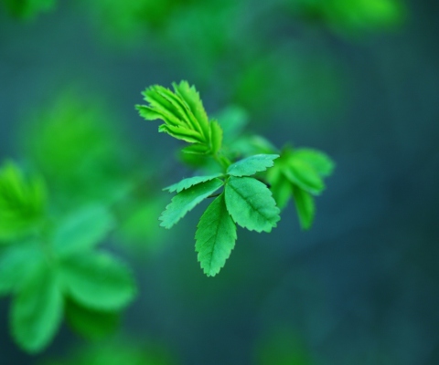 Screenshot №1 pro téma Green Leaves 480x400