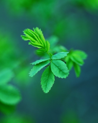 Green Leaves - Obrázkek zdarma pro Nokia Lumia 920
