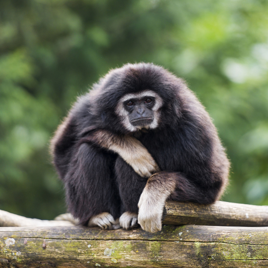 Fondo de pantalla Gibbon Primate 1024x1024
