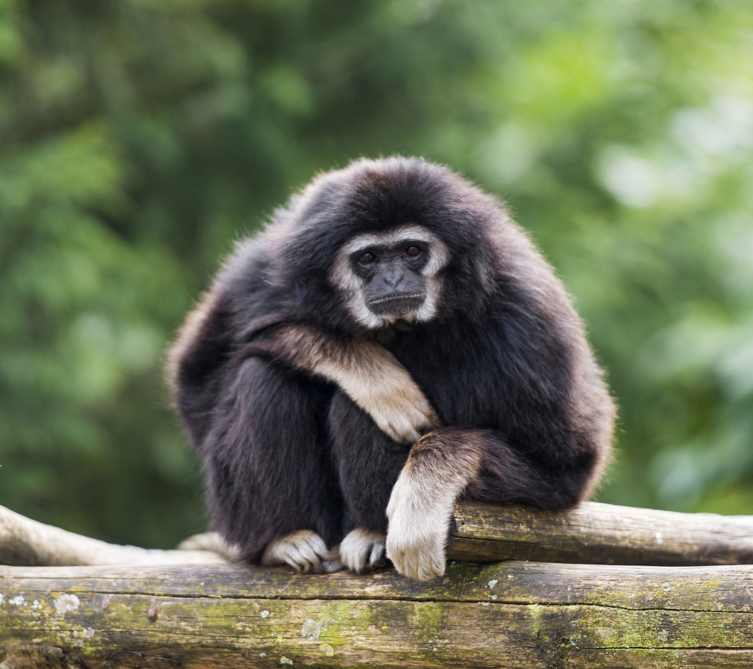 Gibbon Primate screenshot #1 1080x960