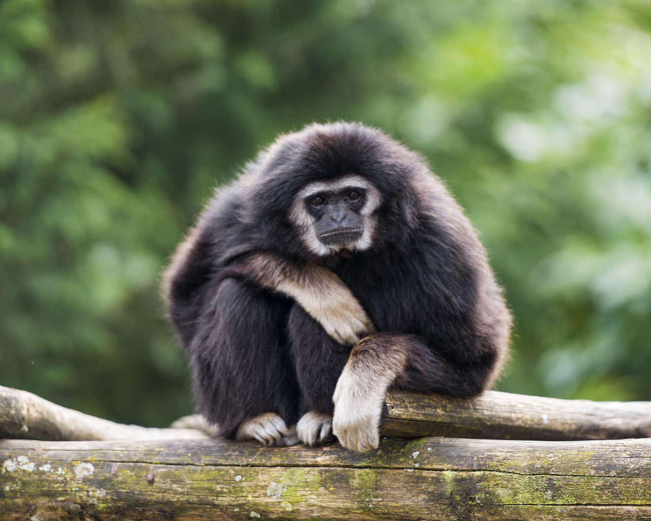 Sfondi Gibbon Primate 1280x1024