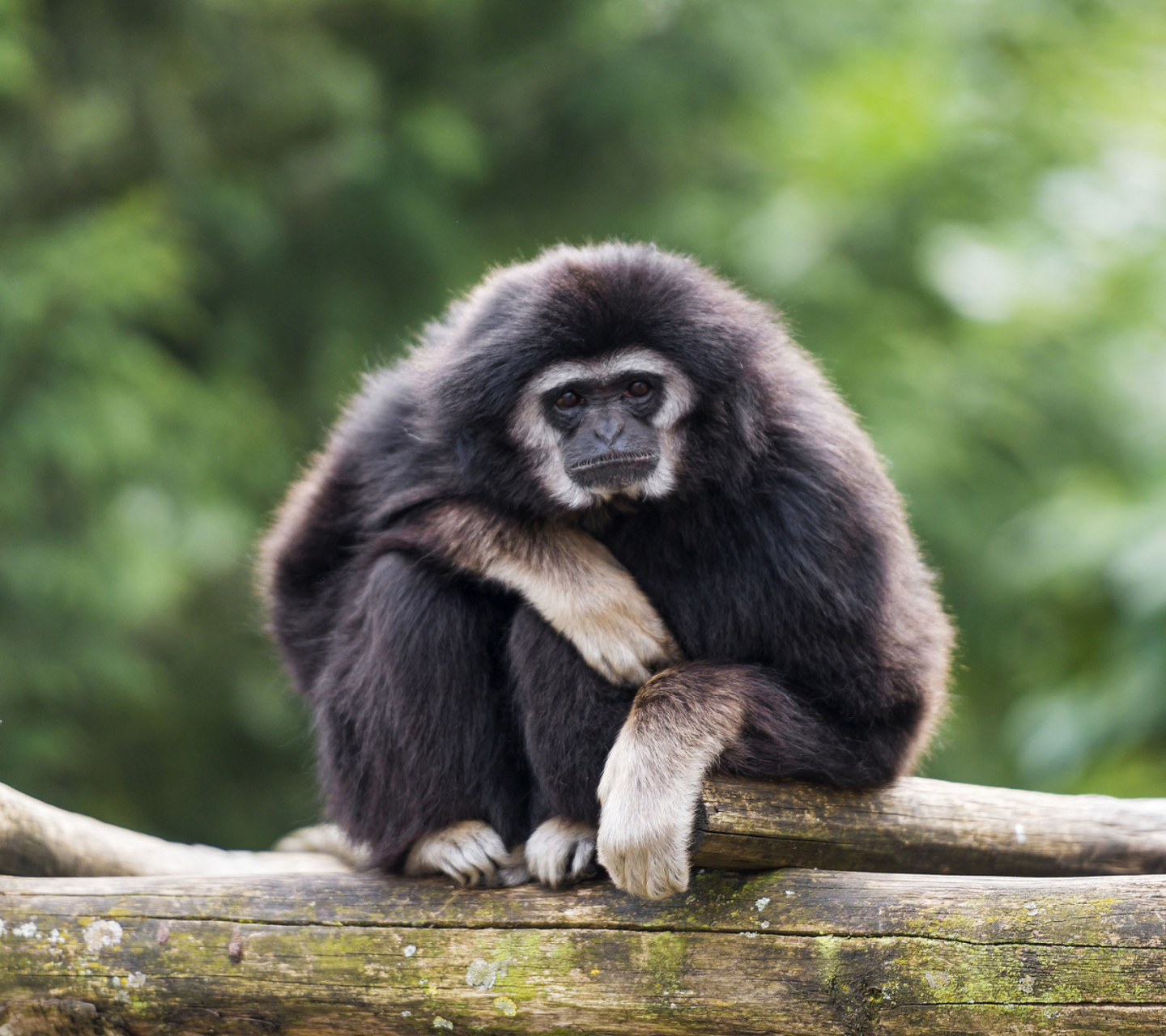 Обои Gibbon Primate 1440x1280