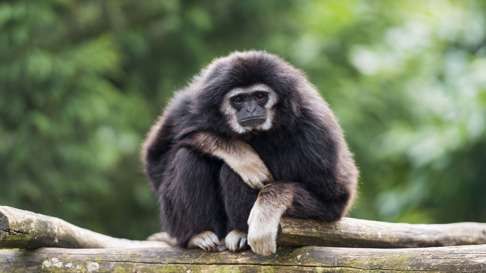 Gibbon Primate screenshot #1 1600x900