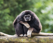Das Gibbon Primate Wallpaper 176x144