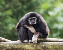Fondo de pantalla Gibbon Primate 220x176