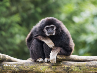 Gibbon Primate wallpaper 320x240