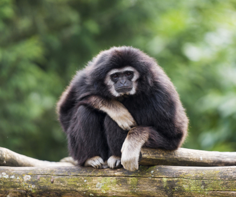 Das Gibbon Primate Wallpaper 480x400