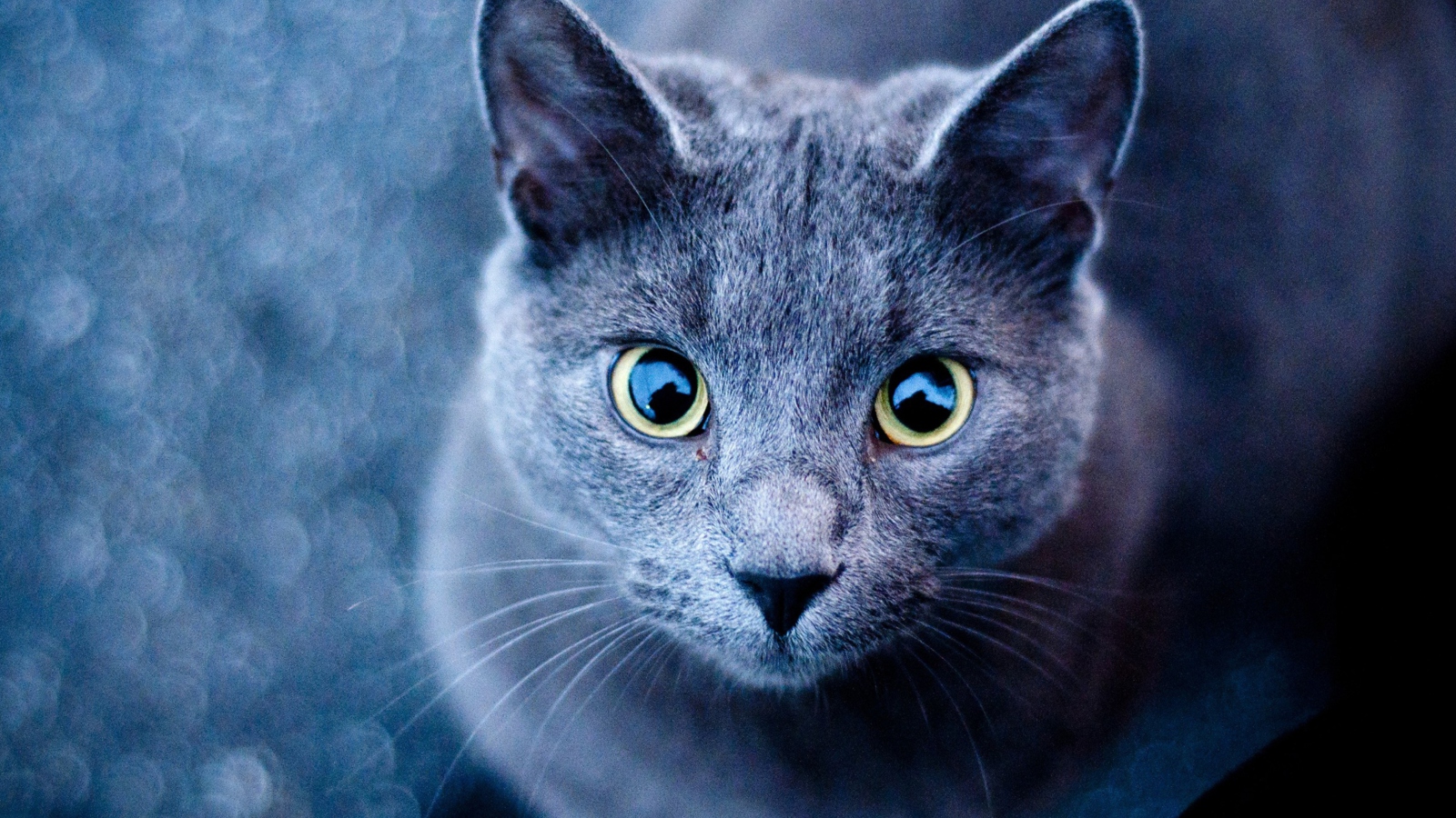 Sfondi Blue Cat 1600x900