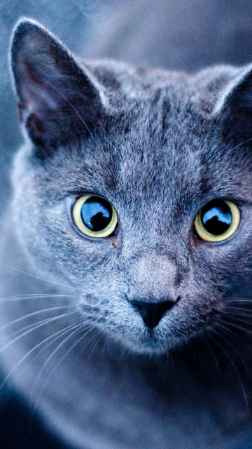 Blue Cat screenshot #1 360x640