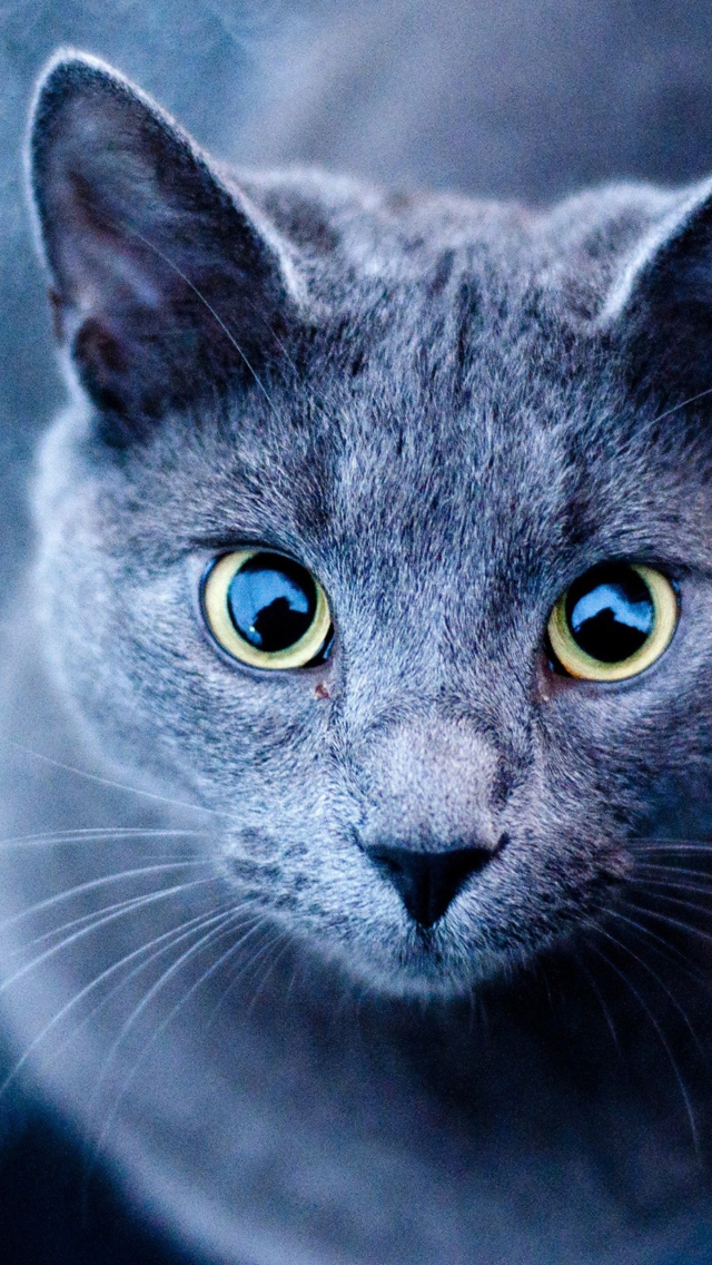 Sfondi Blue Cat 640x1136