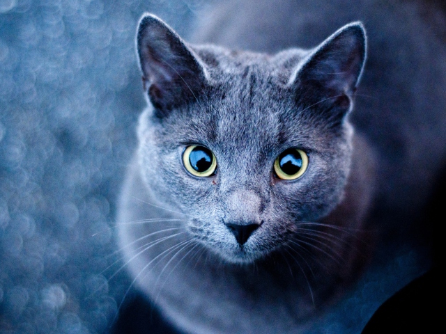 Fondo de pantalla Blue Cat 640x480