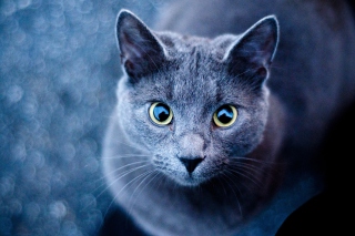 Blue Cat - Obrázkek zdarma pro Android 720x1280