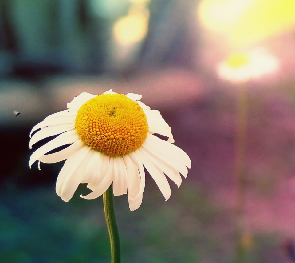 Single Daisy wallpaper 960x854