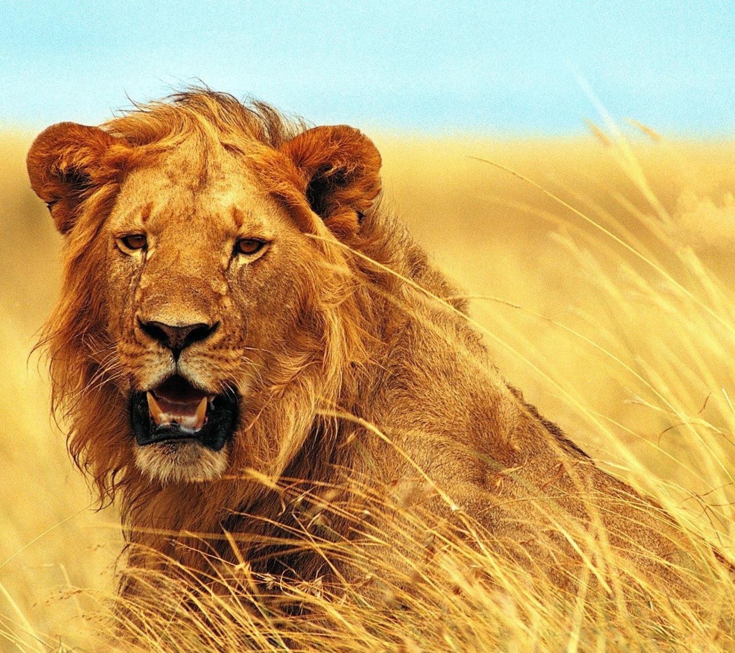 Das Lion 4K Ultra HD Wallpaper 1440x1280