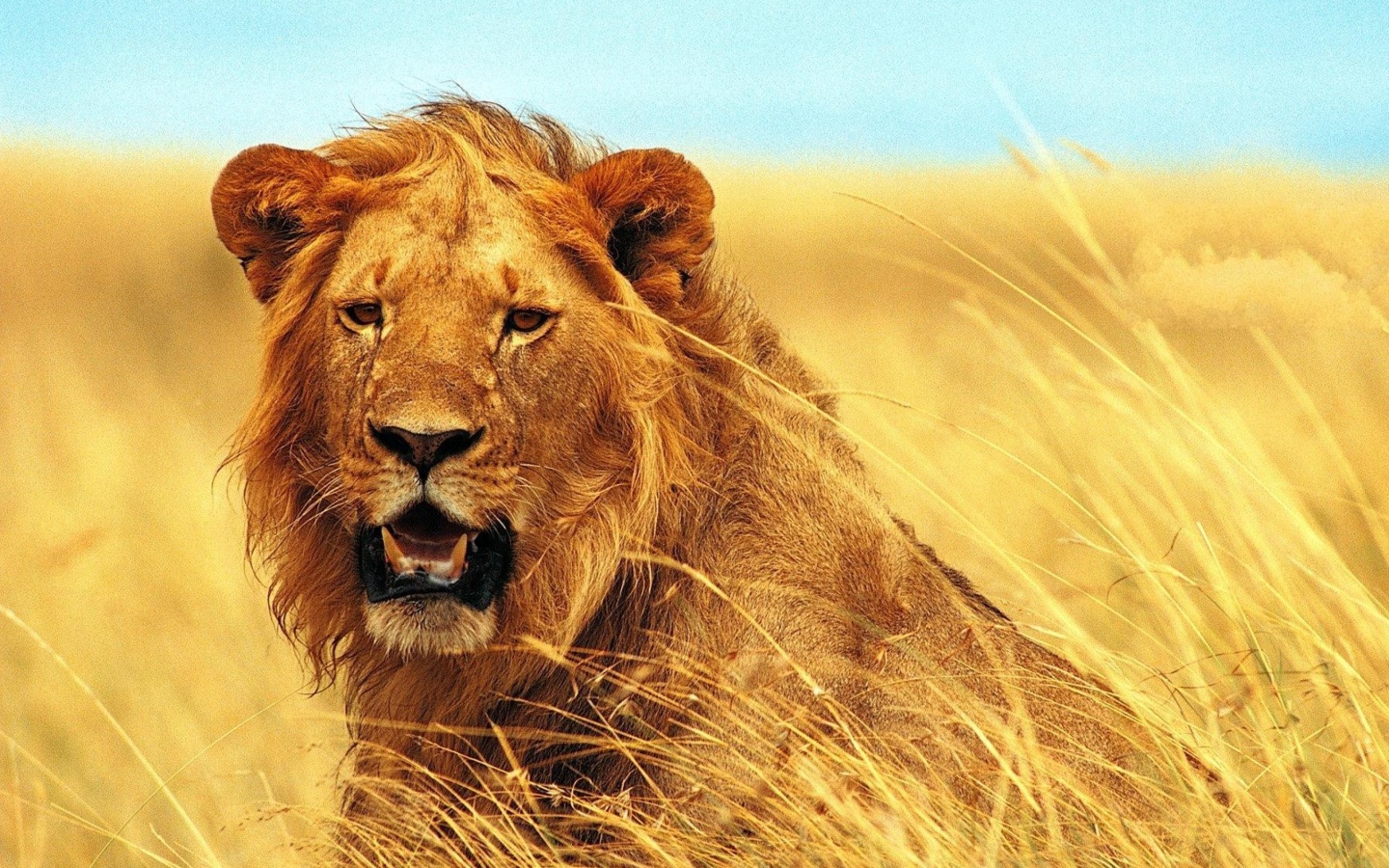 Das Lion 4K Ultra HD Wallpaper 1440x900