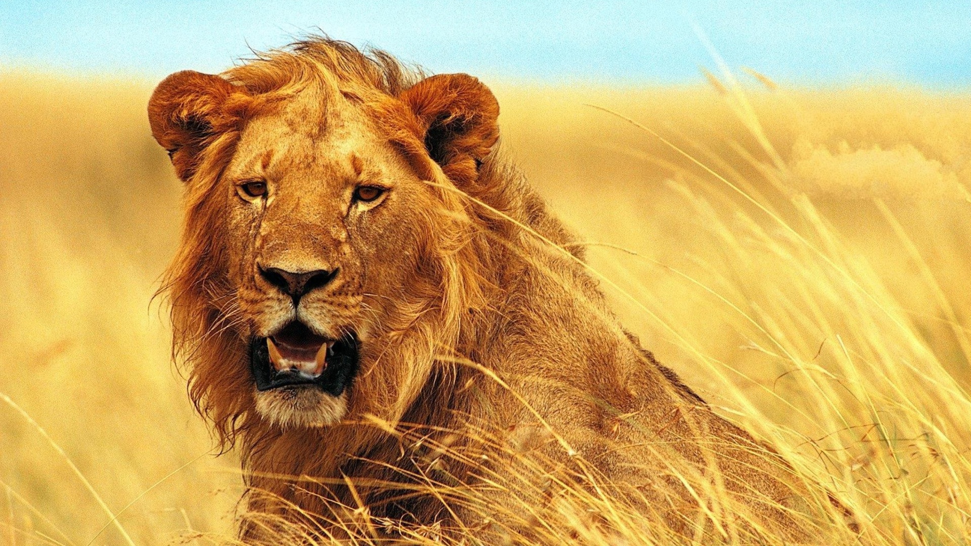 Fondo de pantalla Lion 4K Ultra HD 1920x1080