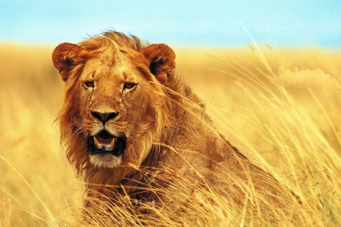 Lion 4K Ultra HD screenshot #1 480x320