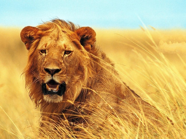 Lion 4K Ultra HD wallpaper 640x480