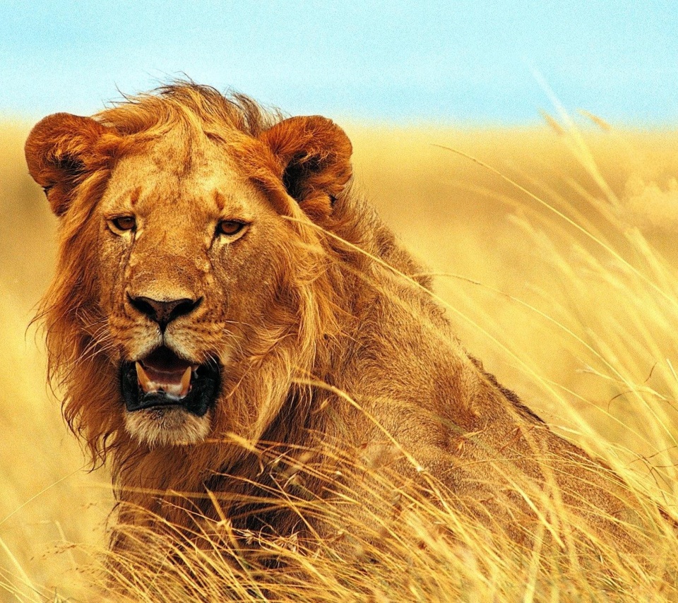 Lion 4K Ultra HD screenshot #1 960x854