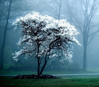 Blooming Tree Picture for 128x128