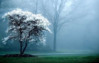 Blooming Tree - Obrázkek zdarma pro Sony Xperia Z