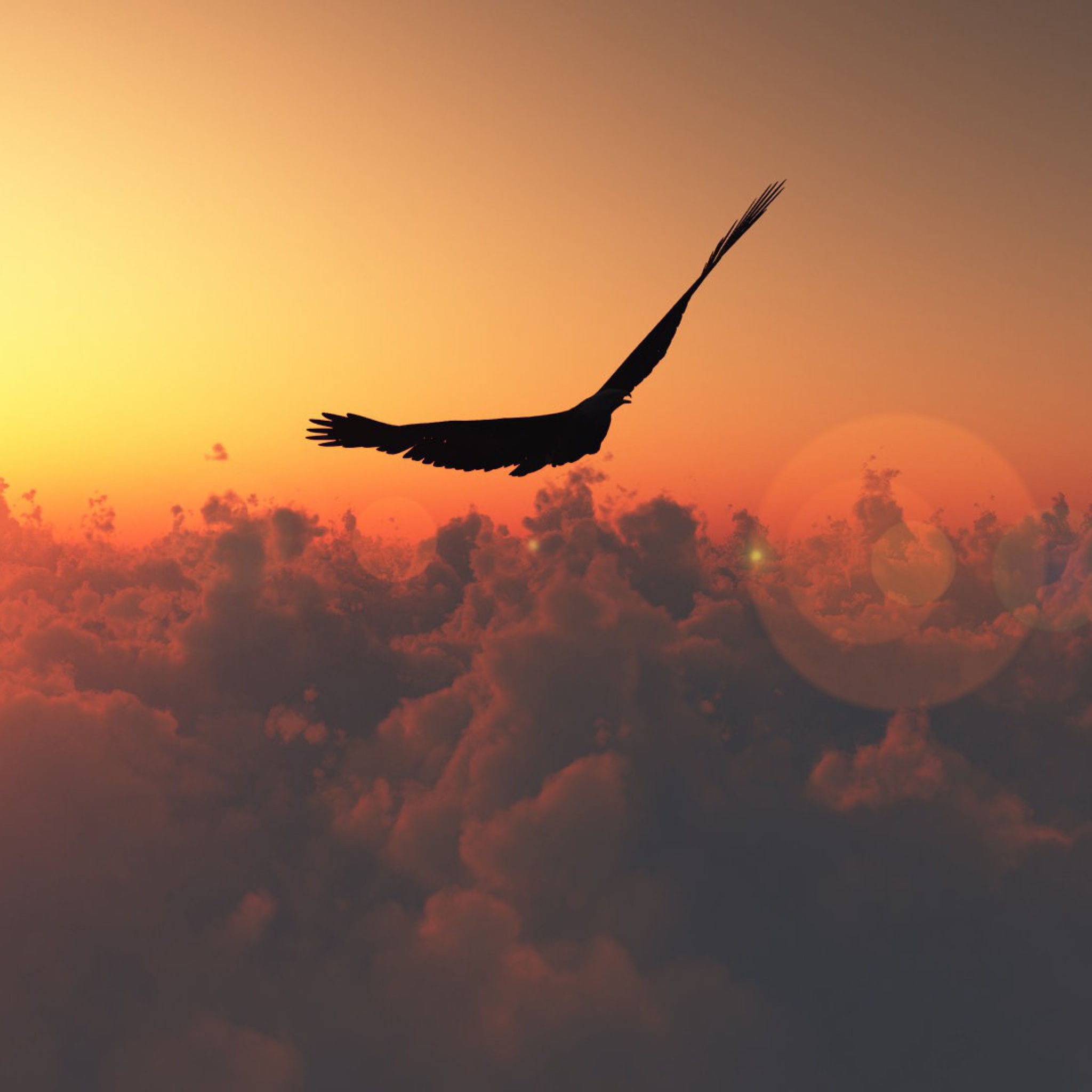Hawk Flying High screenshot #1 2048x2048