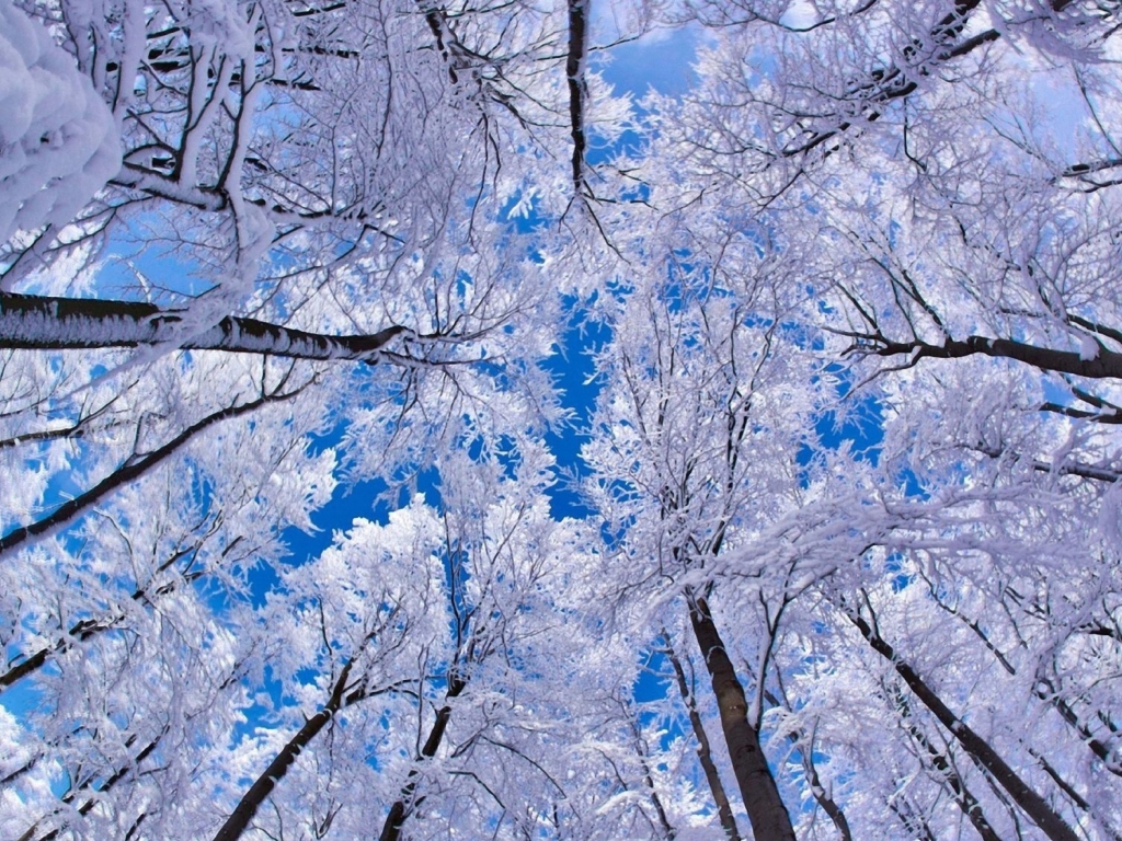 Fondo de pantalla Winter Trees 1024x768
