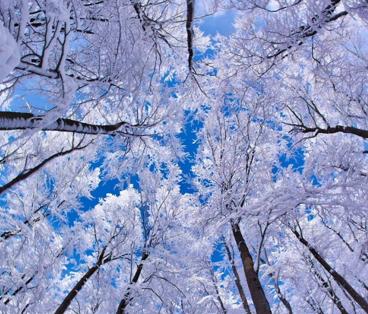 Fondo de pantalla Winter Trees 1200x1024