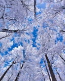 Das Winter Trees Wallpaper 128x160