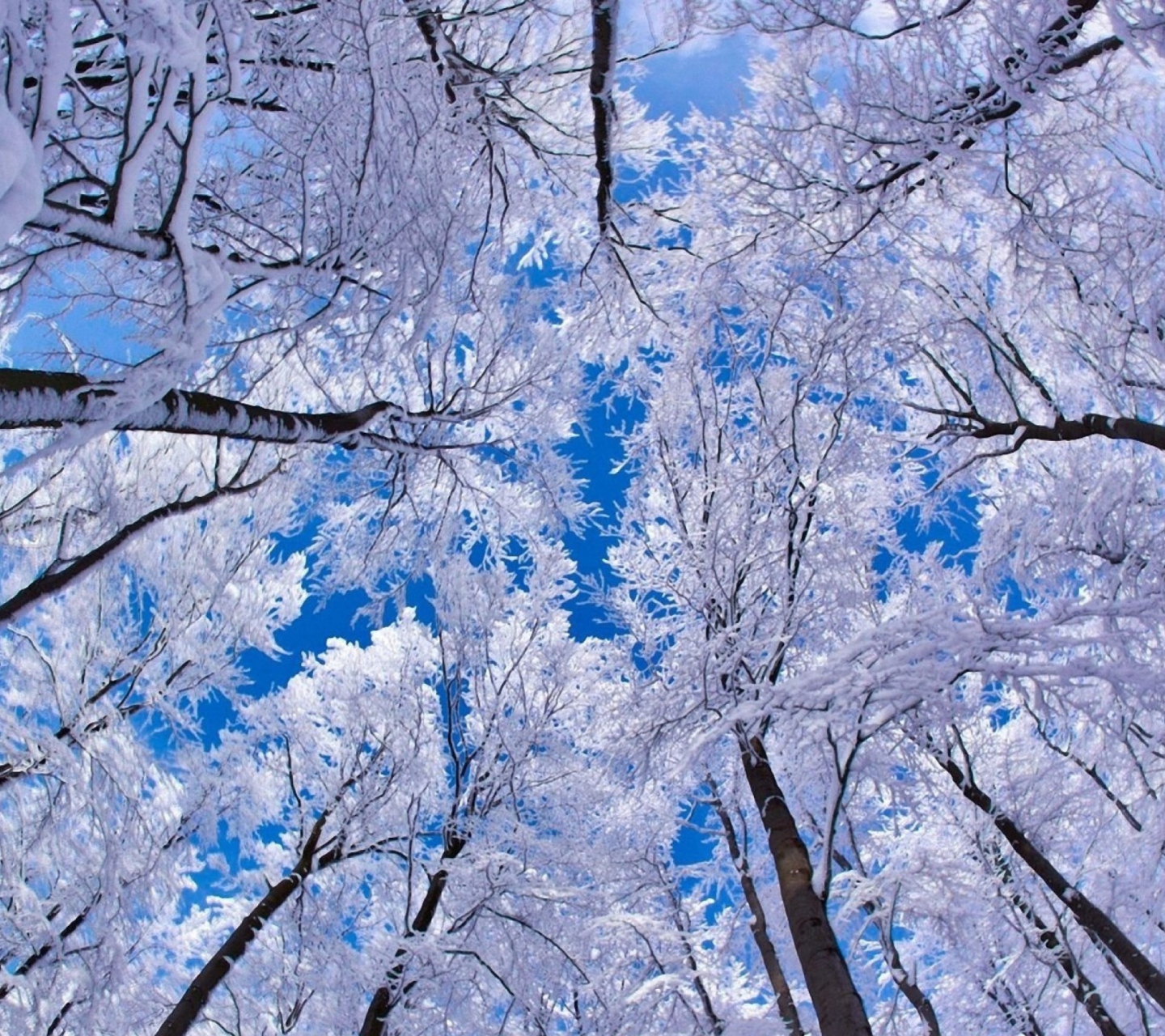 Обои Winter Trees 1440x1280