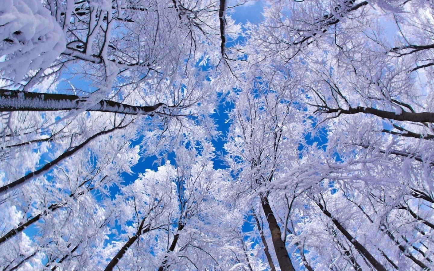 Sfondi Winter Trees 1440x900