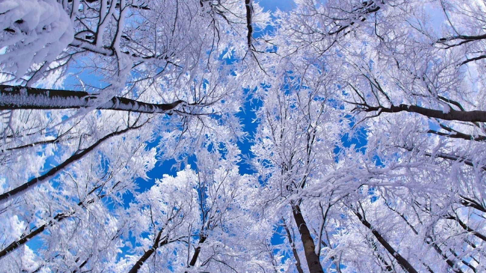 Обои Winter Trees 1600x900