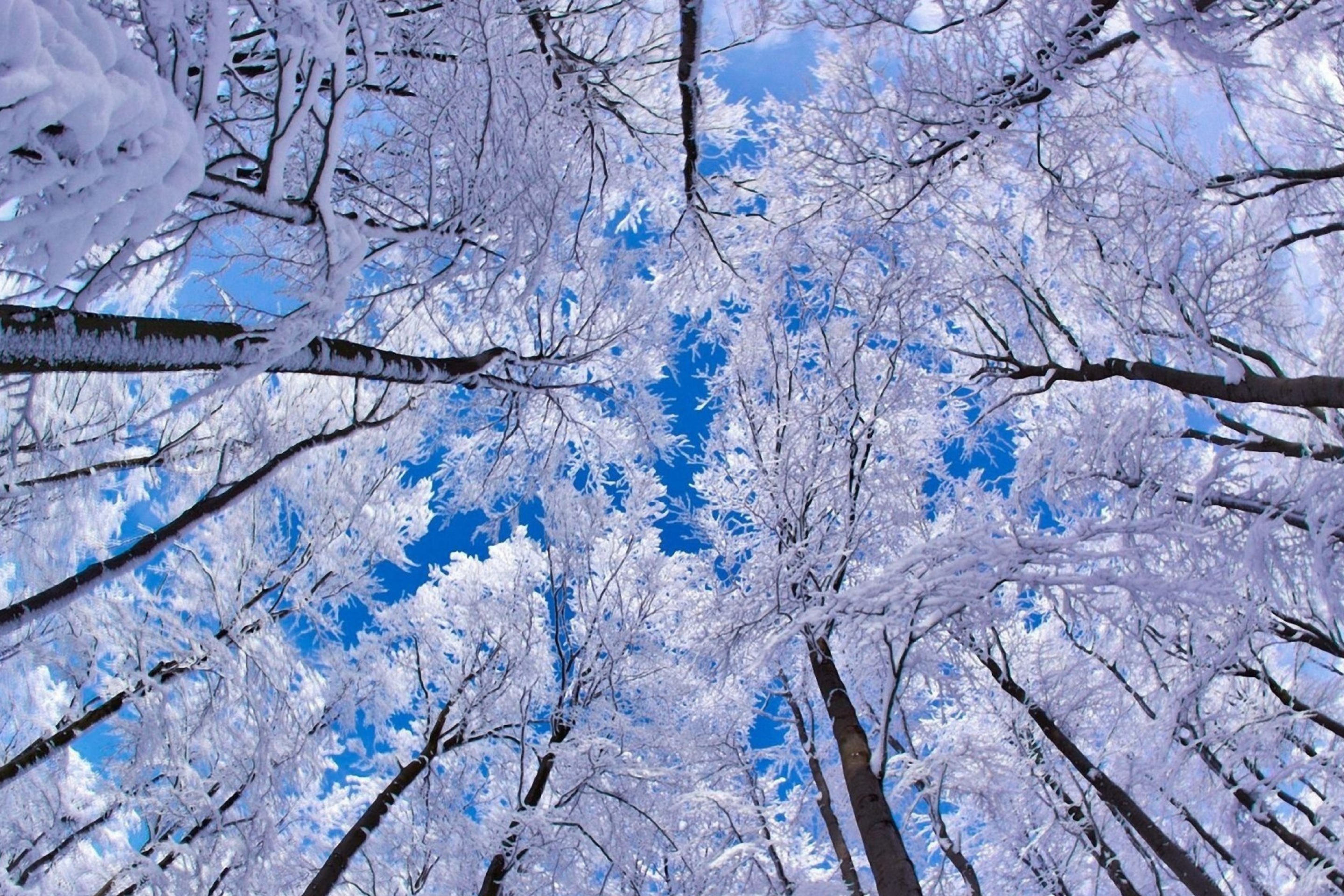 Das Winter Trees Wallpaper 2880x1920