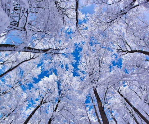 Screenshot №1 pro téma Winter Trees 480x400
