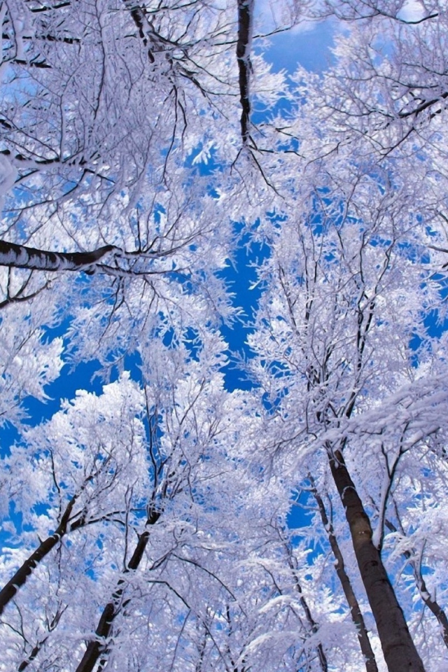 Screenshot №1 pro téma Winter Trees 640x960