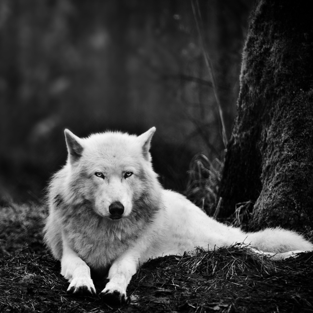 White Wolf screenshot #1 1024x1024